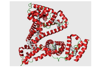 分子偶联的载体蛋白 分子偶联的载体蛋白