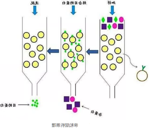 分离纯化单克隆抗体 分离纯化单克隆抗体