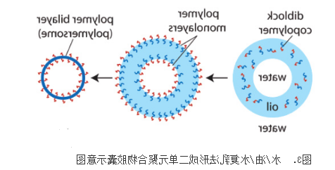 包载脂溶性**或水溶性**的PLGA-b-PEG纳米载体