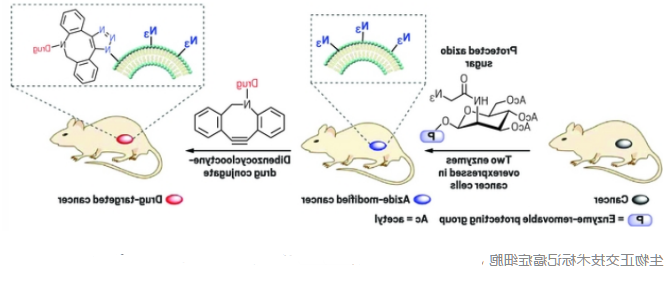 点击化学四嗪（tetrazine）和反式环辛烯（TCO）的抗**策略试验