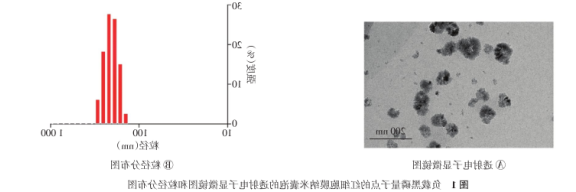 红细胞膜负载黑磷量子点(BPQD-EMNVs6.png