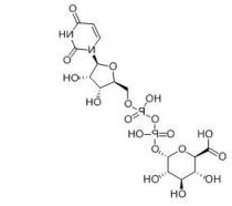 UDP-6-N3-Glu.png UDP-6-N3-Glu.png