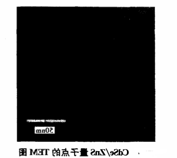 功能肽RGDC修饰CdSe/ZnS量子点.png