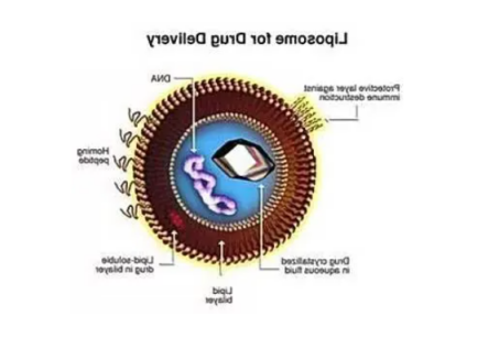 CY7修饰的脂质体载药 Liposome.png CY7修饰的脂质体载药 Liposome.png