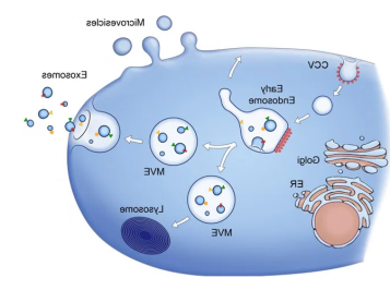 齐岳生物提供外泌体（Exosome）电镜DLS/NTA粒径分析表征电镜测定服务.png