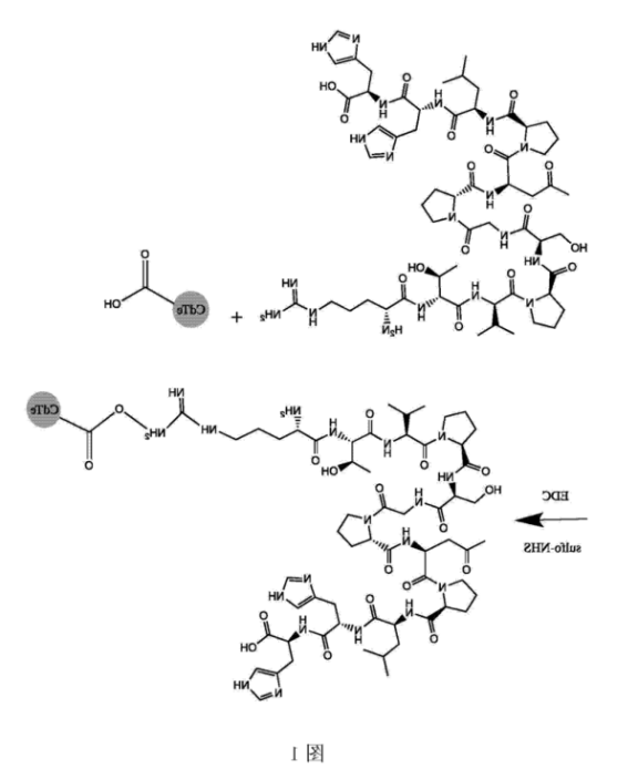 CLV3十二肽修饰CdTe量子点.png CLV3十二肽修饰CdTe量子点.png
