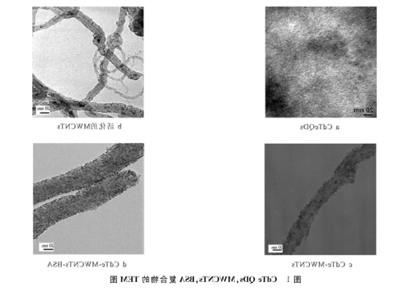 多壁碳纳米管上原位生长CdTe量子点.png