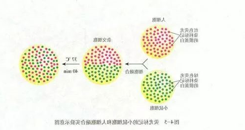 同位素标记法与荧光标记法的区别有哪些？