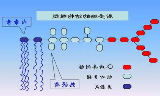 FITC-LPS(异硫氰酸荧光素标记脂多糖)