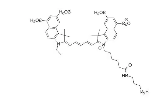 CY5.5-Dextran
