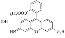 Rhodamine Rhodamine
