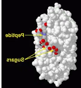 Lysozyme