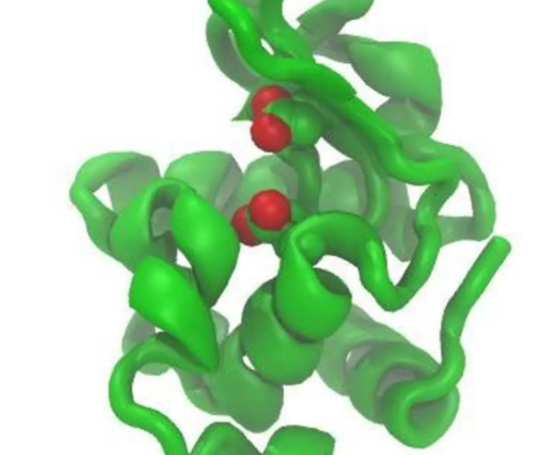 lysozyme