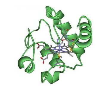 Cytochrome c Cytochrome c