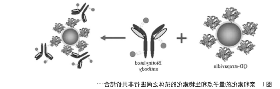 近红外量子点偶联生物分子