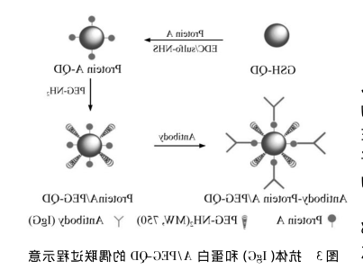 近红外量子点偶联生物分子