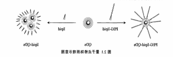 PEG-DPPE修饰CdSe/ZnS量子点 PEG-DPPE修饰CdSe/ZnS量子点