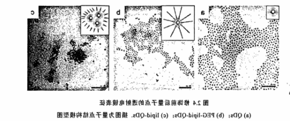 PEG-DPPE修饰CdSe/ZnS量子点 PEG-DPPE修饰CdSe/ZnS量子点
