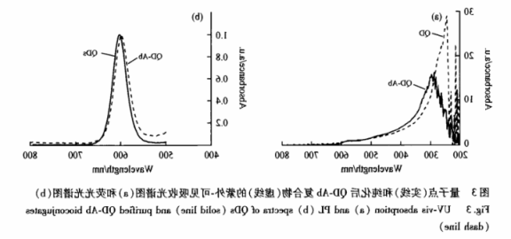 HBsAg抗体偶联CdSe量子点