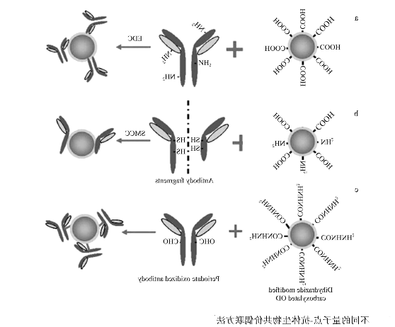 CdTe量子点-β-HCG单抗偶联物