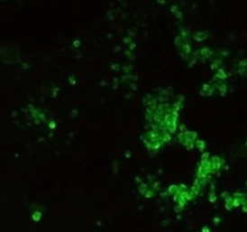 Sulfo-Cy5 azide