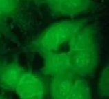 ICG菁染料标记海藻酸钠