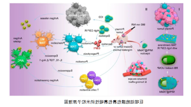 巨噬细胞细胞膜包裹磁性纳米粒子