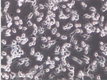 CT-26小鼠结肠腺**细胞膜