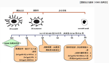 BMDC小鼠骨髓树突状细胞膜包覆纳米粒