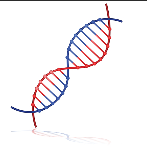 丙烯酰胺,缬草酸功能化脱氧核糖核酸DNA