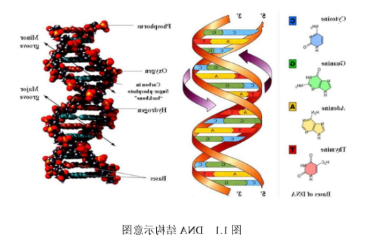 DNA修饰CdSe量子点