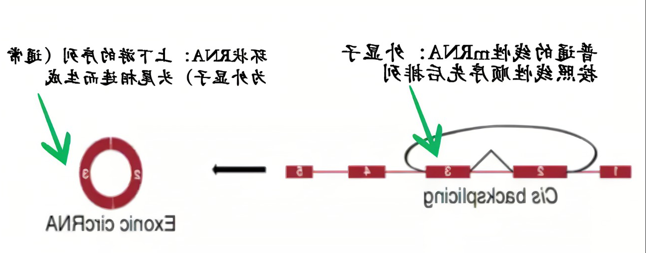 信使mRNA甲基化修饰5-甲基胞嘧啶(m5C)