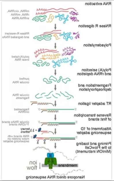 荧光染料CY3偶联RNA