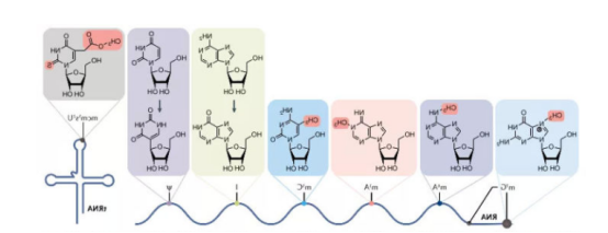Alexa Fluor系列染料标记RNA(核糖核酸)
