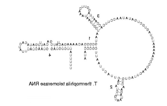 Alexa Fluor® 染料标记核糖核酸(RNA)
