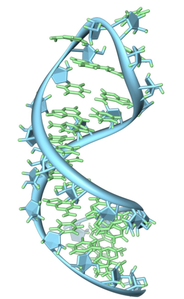 HiLyte Fluor荧光染料标记核糖核酸RNA