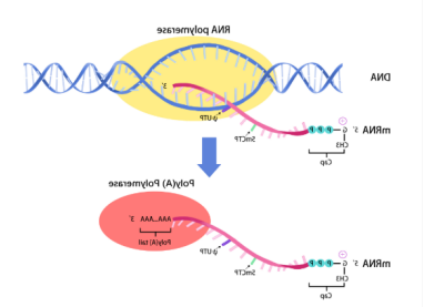 卡瓦脂质体纳米颗粒包载信使RNA(mRNA)