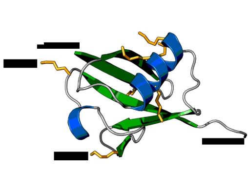 Ub-HRP