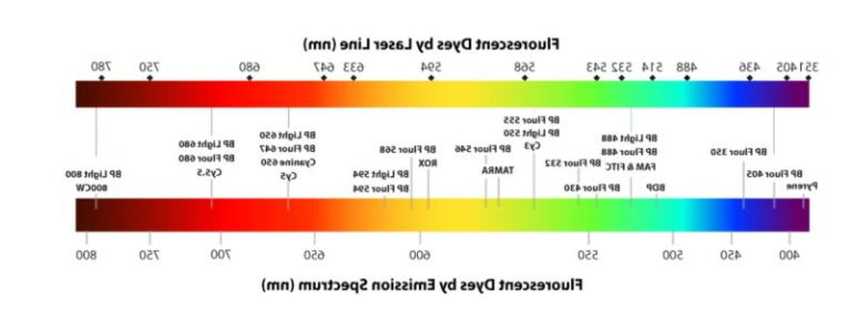 荧光标记高分子聚合物载药纳米粒