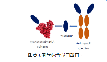 阿霉素/白蛋白-葡聚糖纳米粒子