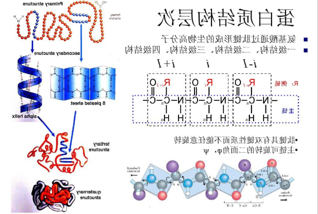 雷公藤红素(CLT)与紫杉醇(PTX)共载的长循环白蛋白纳米粒(CP-AN) 雷公藤红素(CLT)与紫杉醇(PTX)共载的长循环白蛋白纳米粒(CP-AN)