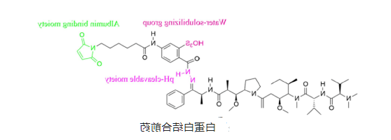 共担载阿霉素和TRAIL的白蛋白纳米粒