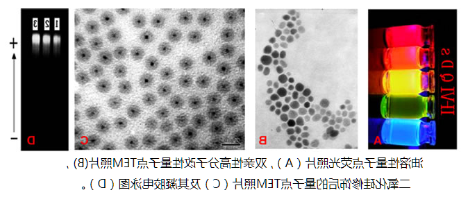 PEG-NH2修饰水溶性量子点 PEG-NH2修饰水溶性量子点