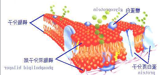 DSPE-PEG-alginate DSPE-PEG-alginate