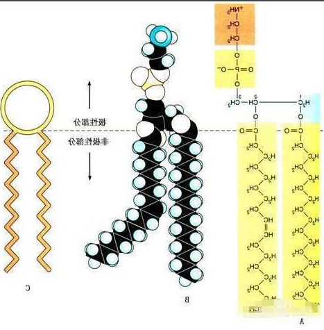 DPPE-PEG-alginate