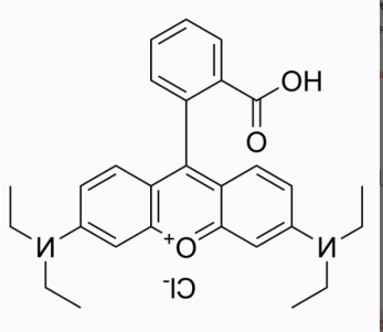 半乳糖-罗丹明B
