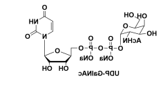 尿苷-5'-二磷酸-N-乙酰基-半乳糖胺二钠盐，cas：108320-87-2