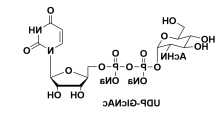 尿苷-5′-二磷酸-N-乙酰基-葡糖胺钠盐 Uridine 5′-diphospho-N-acetylglucosamine sodium salt