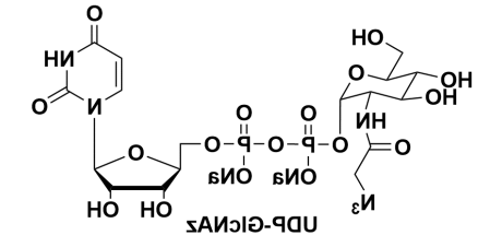 叠氮修饰的尿苷二磷酸糖，UDP-GlcNAz，UDP-Azido-GlcNAc