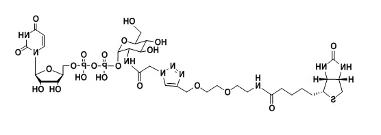 UDP-2-Biotinyl-GlcNAc，生物素标记乙酰氨基葡糖